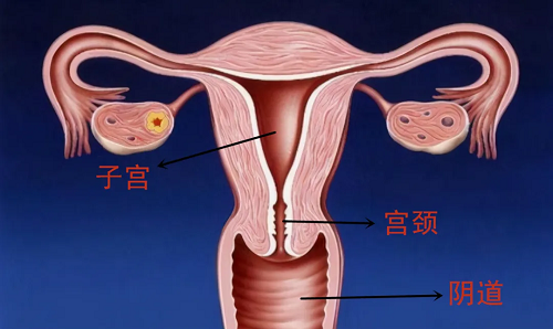 泰州供卵助孕-我可以在泰国做分叉子宫的试管婴儿治疗吗？