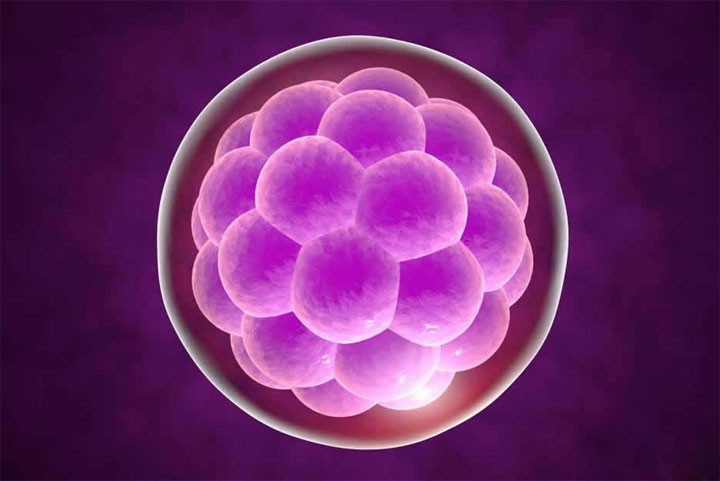 泉州供卵试管生儿子价格-试管婴儿优质胚胎的囊胚成功率高吗？这取决于这4个因素